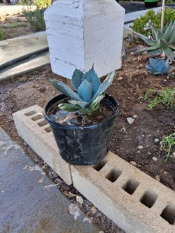 Succulent