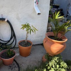 Pots With Plants On Sale The Highest Price $45