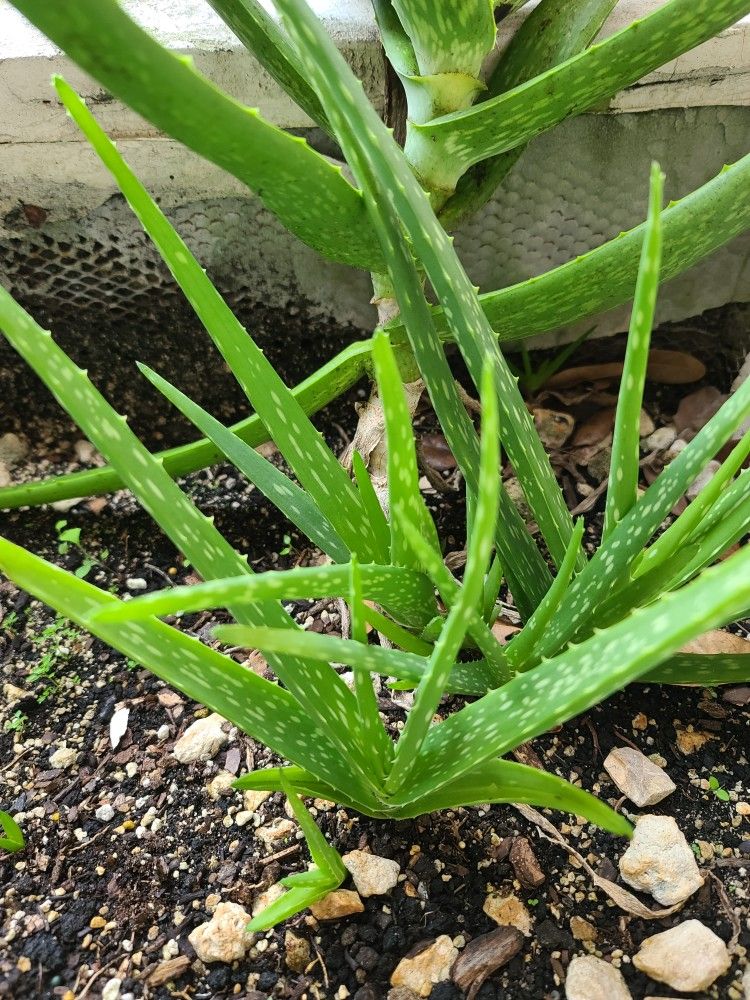 Aloe Vera Plant - Healthy Live Aloe Vera Succulent Plant