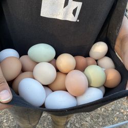 Fresh Eggs Daily