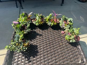Cute little succulents in pot