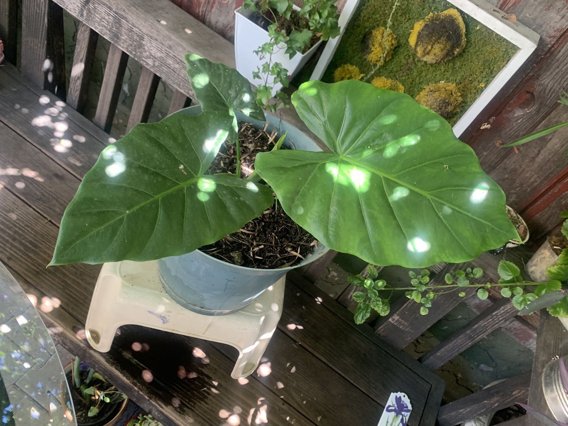 Ear Plant 5 Gallon Container.
