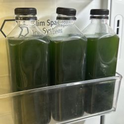 Phytoplankton, Really high concentration. 32oz , Copepods & Chaetomorpha