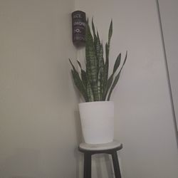 Snake Plant
