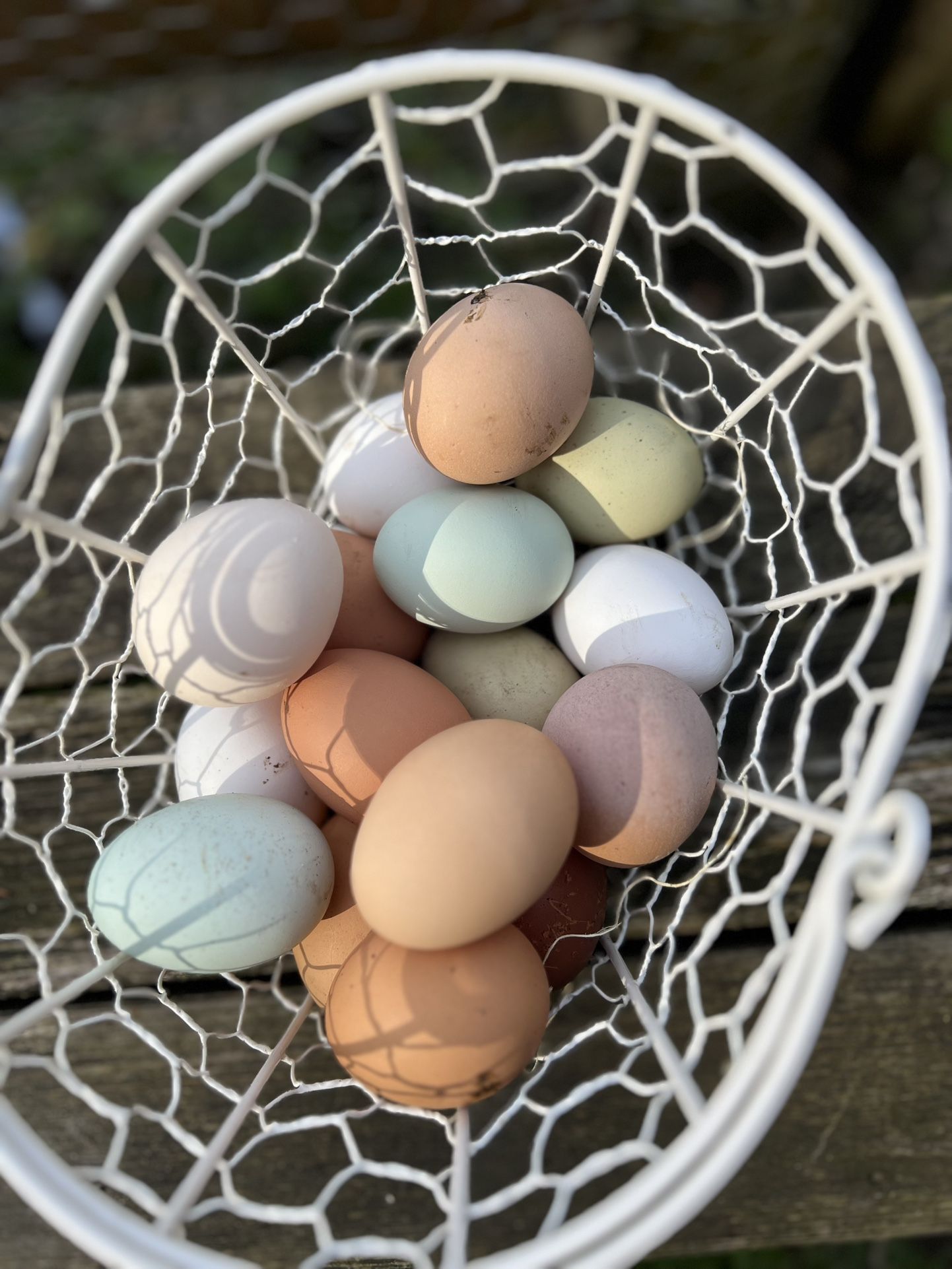 Fresh Eggs
