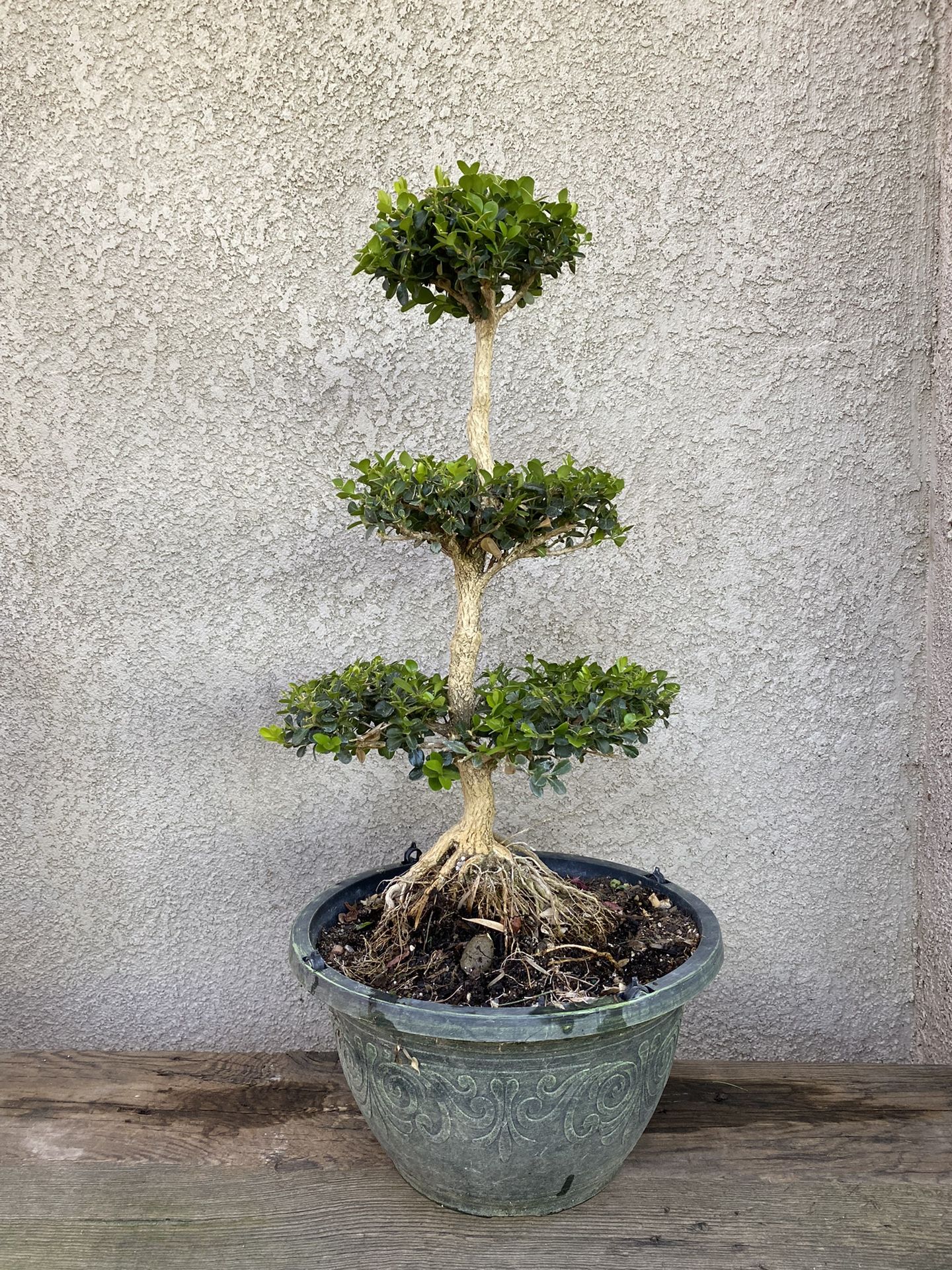 Green Beauty Plant