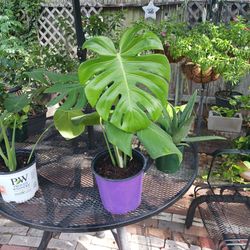 Medium Sized Swiss Cheese Plant - Buy One Get One Free Sale