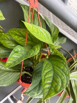 Aglaonema Live Houseplant in Hanging Pot