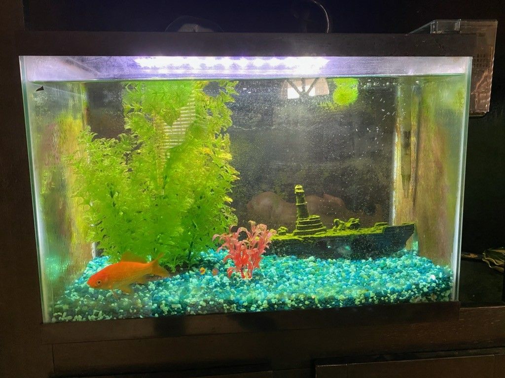 Goldfish Aquarium Tank
