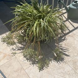 14” Ceramic Pot With Spider Plant