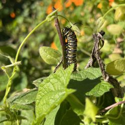 Full Grown Monarch Caterpillar 