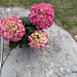 Pink Hydrangea