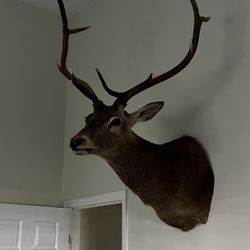 XL Real Dear Head Mount