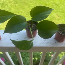 Golden Pothos 