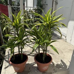Dracaena 45$ Each