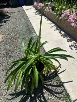 Agapanthus Plants