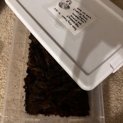 Panda King Isopod Bins