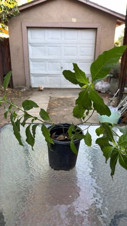 Muicle Plant