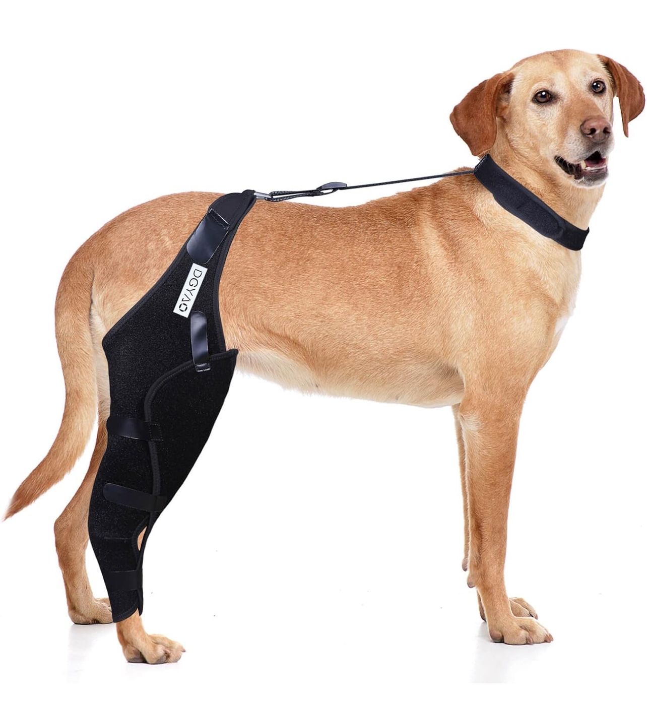 Dog Knee Brace