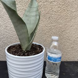Moonshine Snake Plant
