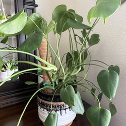 Monstera Plant