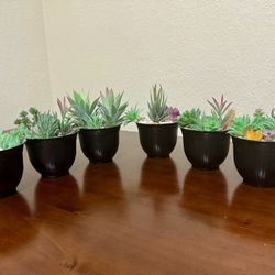 (Set of 6) - Artificial Succulent Arrangement Potted in Black