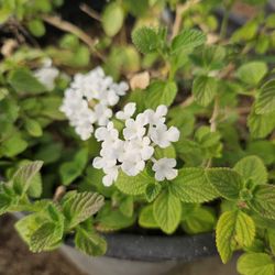 Lantana white / blanco