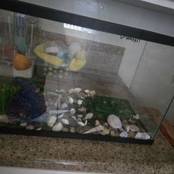 Fish Tank