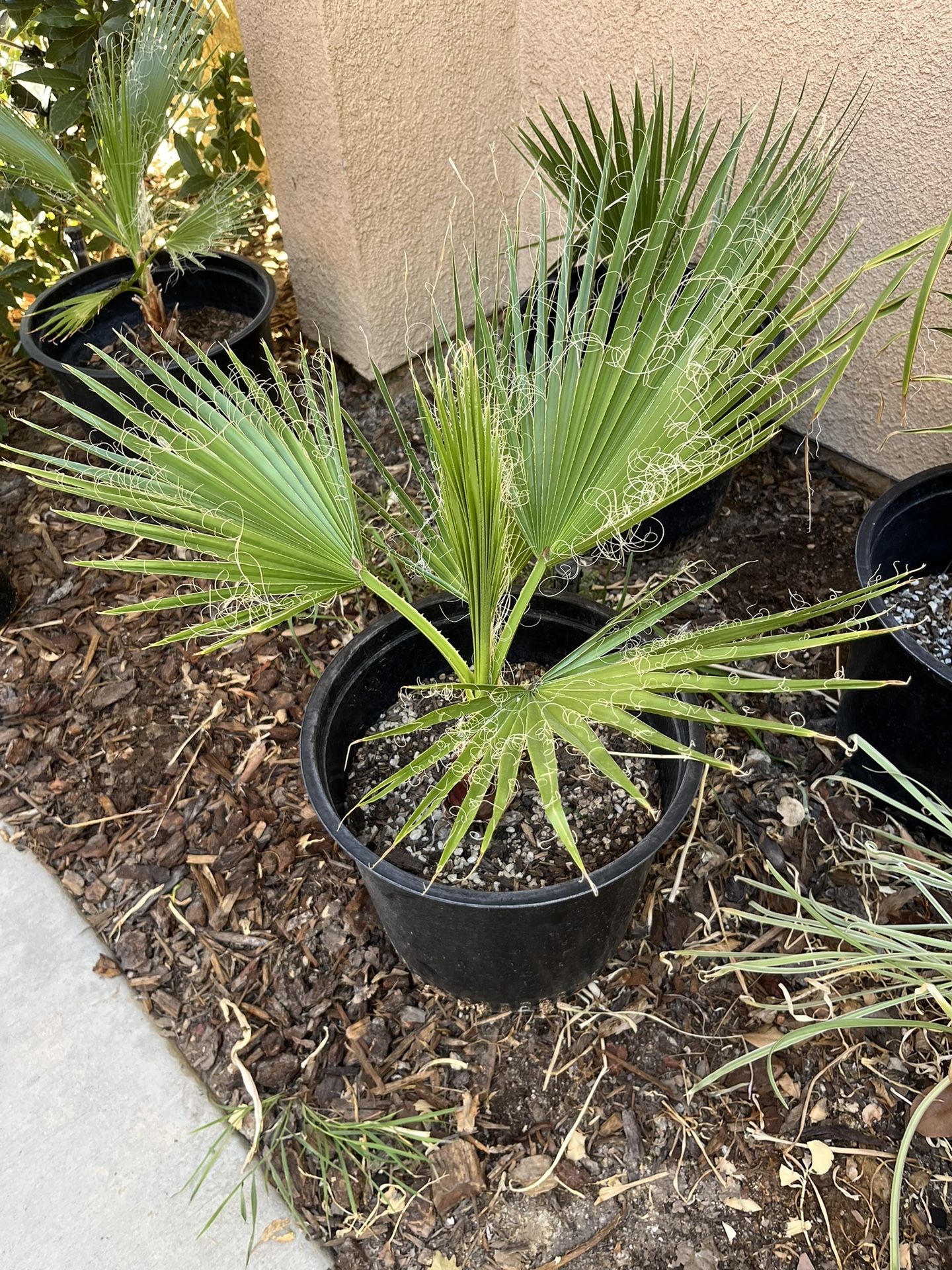 Outside Palm Trees $20 Each