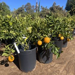 5 Gallon Size - Fruiting Age - Citrus Trees