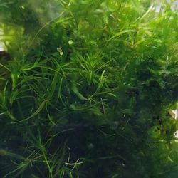 Subwassertang Guppy Grass Aquarium Decor Plants