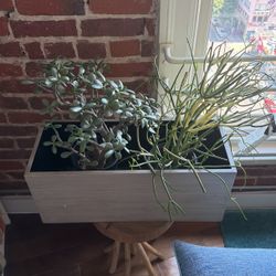 Two Succulents