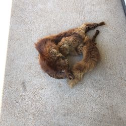 Antique Real Fox Scarf. From 1920s