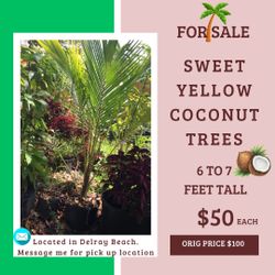 Coconut Tree For Sale