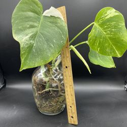 Variegated Monstera deliciosa, the Swiss cheese plant  