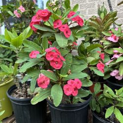 Corona De Cristo/ Thorn Of Christ Plant