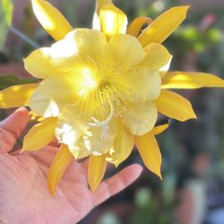 EPIPHYLLUMS, Monkey Tails