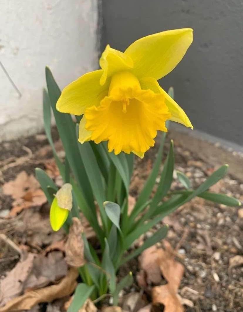 Outdoor Flowers - DAFFODILS