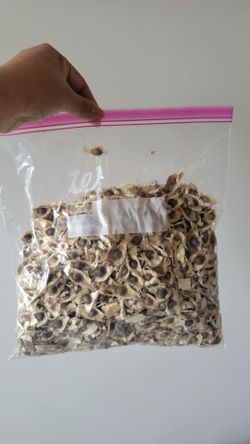 Moringa $25