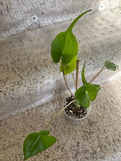 Alocasia