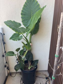 Elephant Ear Plant 🌱