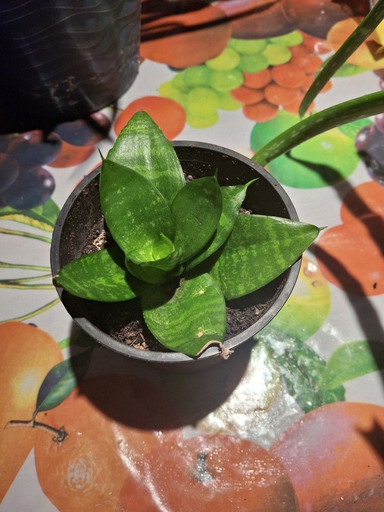 Lengua De Suegra
