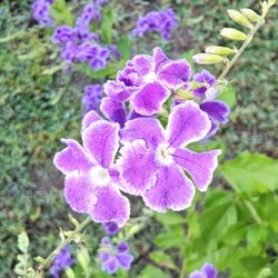 BLOOMING!  Skyflower Flower Plant, Purple Flowers