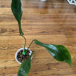 Philodendron Joepii Plant