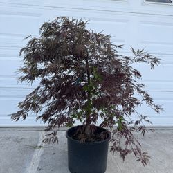 Japanese Maple Crimson Queen