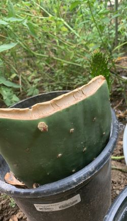 Nopal or cactus for sale