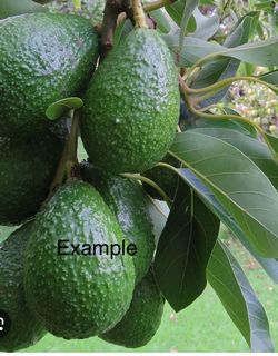 / Avocado Tree Has 🥑 Arbol De Aguacate
