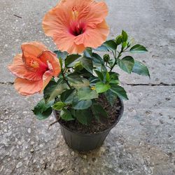 Hibiscus Plant 