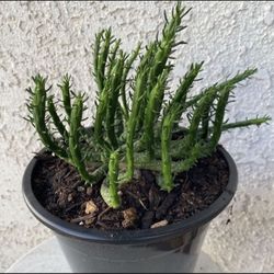 1.5 Gallon Pot Rare Succulent Plant - Medusa Head - Euphorbia Flanaganii - Drought Resistant - Ground Covering Succulent - Yellow Flowers 🪴