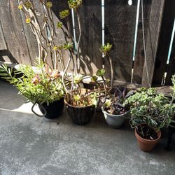 Plants Sale